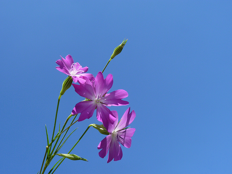 rose celeste astrologue bretagne