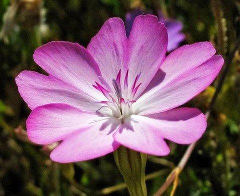 rose celeste  psycho-astrologie